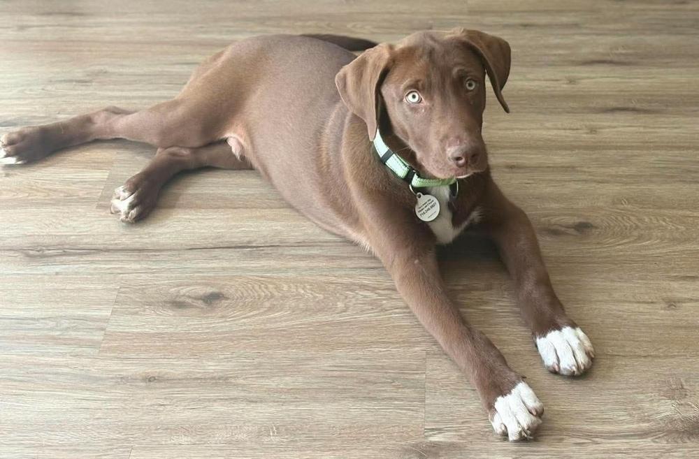 Enlarge Socks, a Adoptable mixed breed in Alden, NY image 3/4