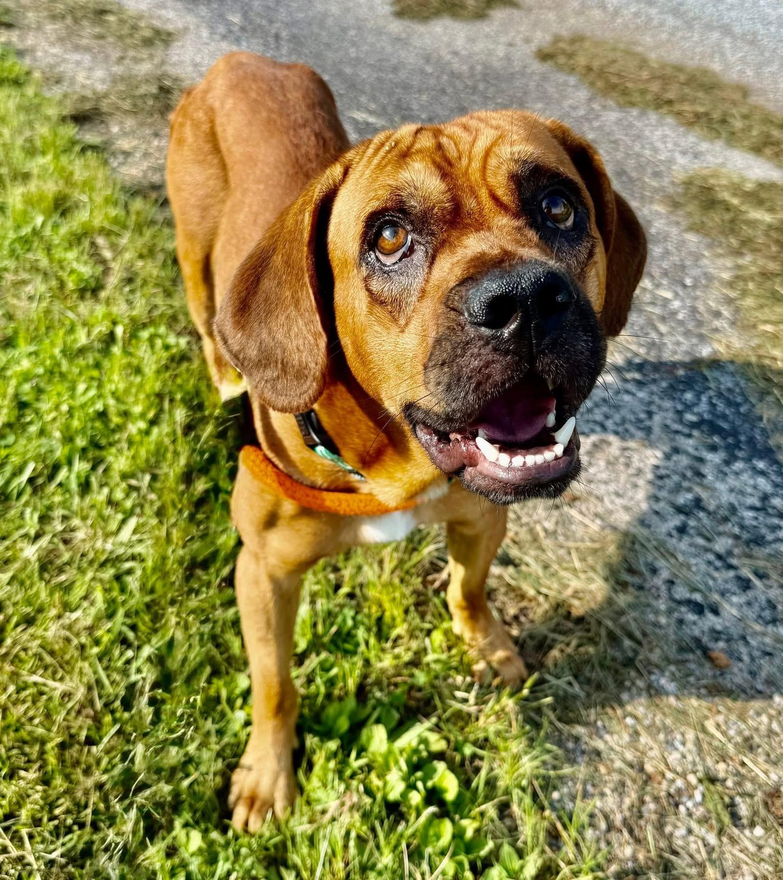 Dax, Adoptable, Adult Male Bloodhound & Coonhound.