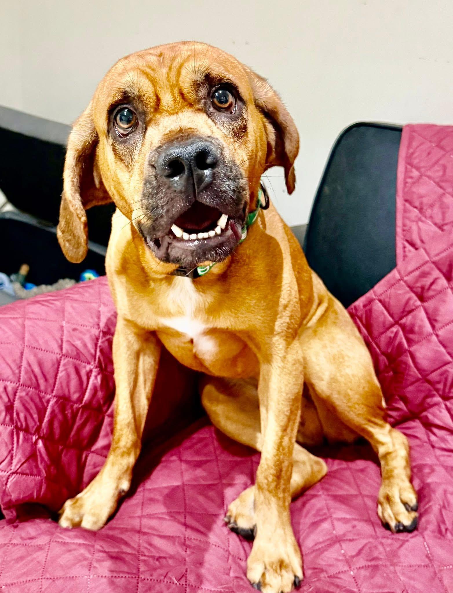 Enlarge Dax, a Adoptable mixed breed in Dillsburg, PA image 2/6