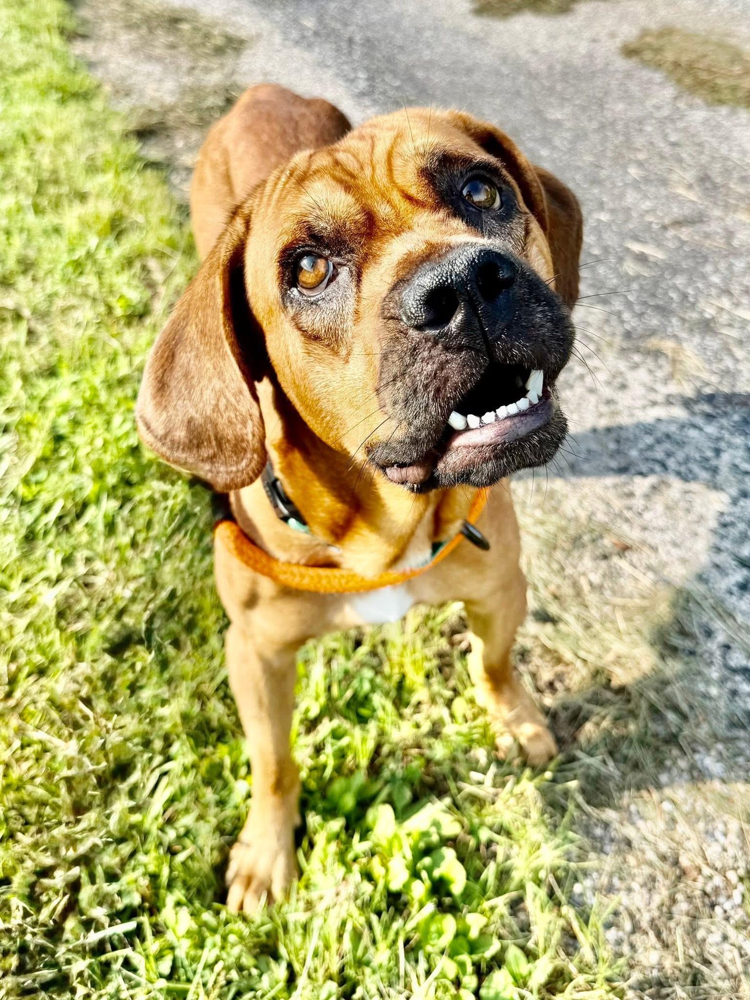 Enlarge Dax, a Adoptable mixed breed in Dillsburg, PA image 3/6