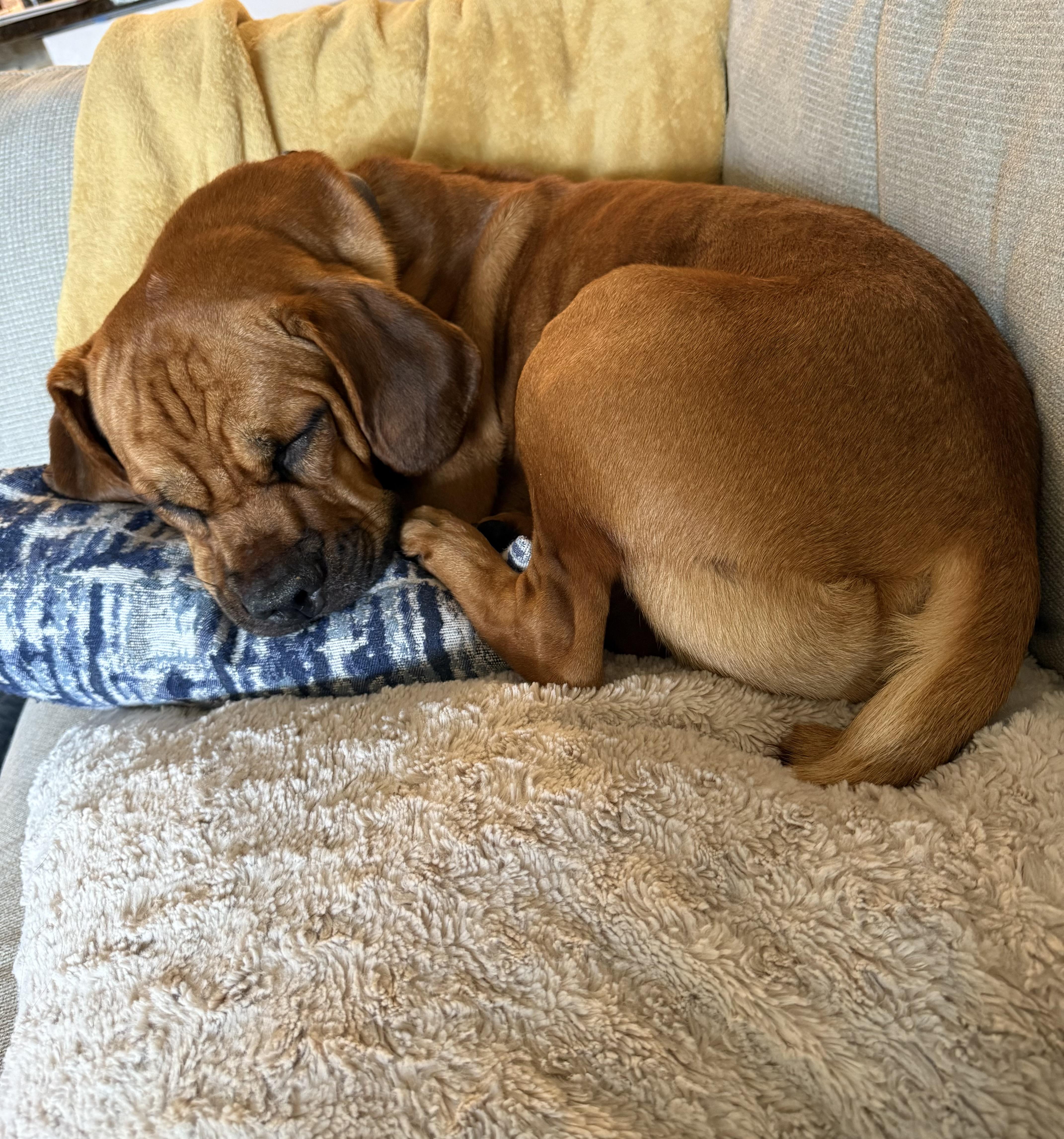 Enlarge Dax, a Adoptable mixed breed in Dillsburg, PA image 4/6