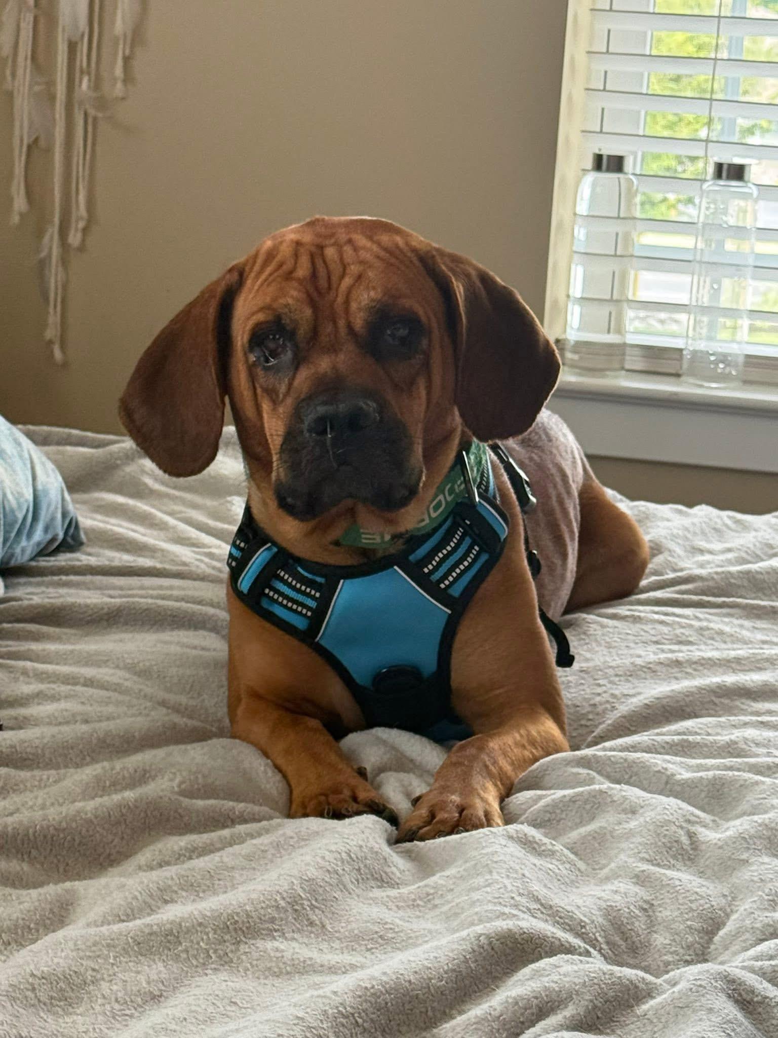 Enlarge Dax, a Adoptable mixed breed in Dillsburg, PA image 5/6