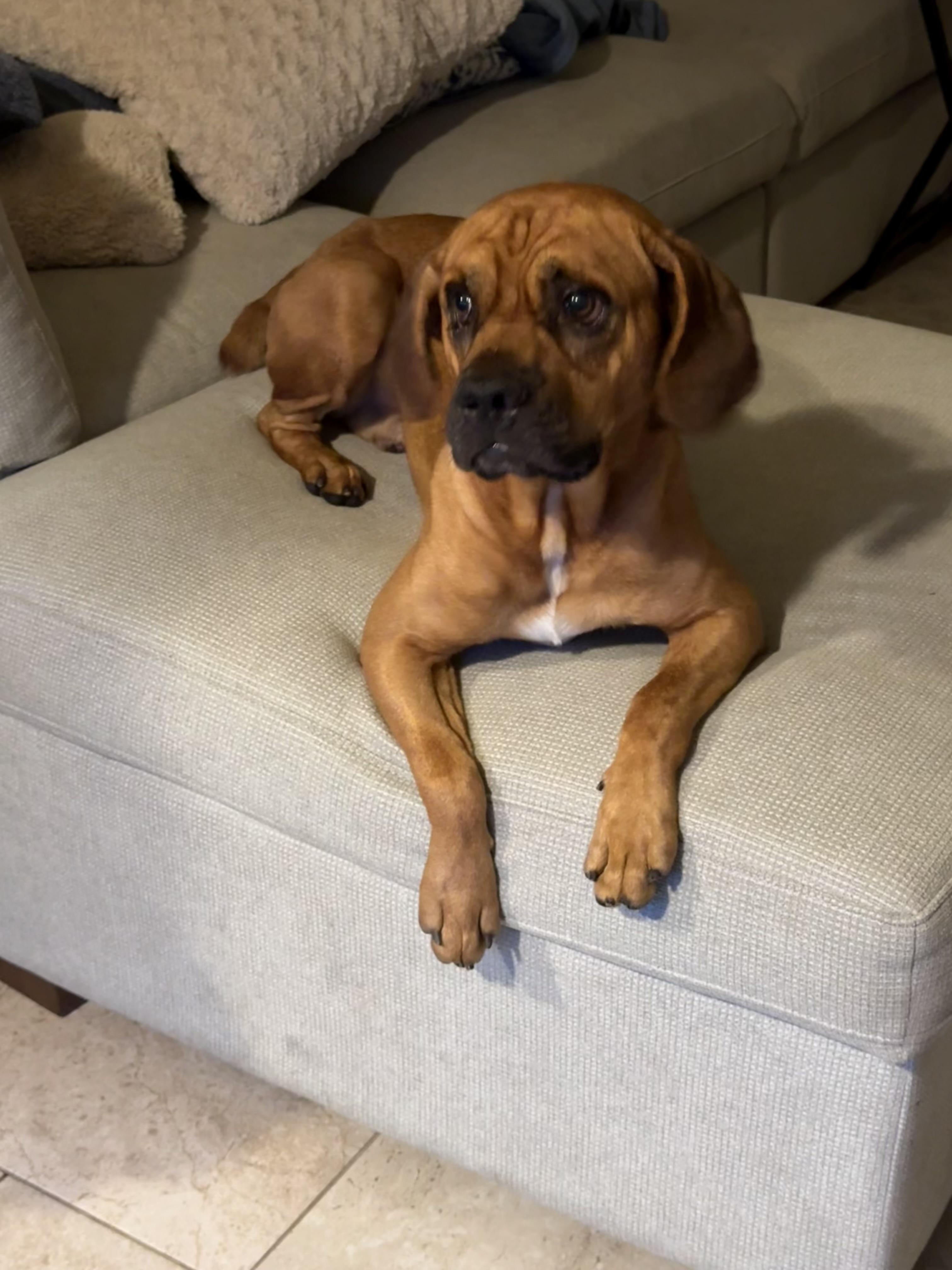 Enlarge Dax, a Adoptable mixed breed in Dillsburg, PA image 6/6