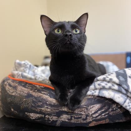Angelica Schuyler   `A PRIORITY PET`, Adoptable, Kitten Female Domestic Short Hair & Domestic Short Hair.
