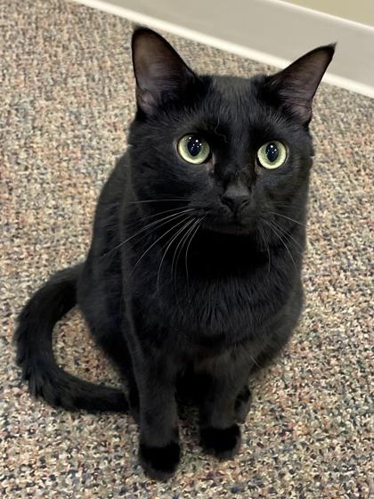 Enlarge Angelica Schuyler   `A PRIORITY PET`, a Adoptable Domestic Short Hair in Columbia, SC image 2/3