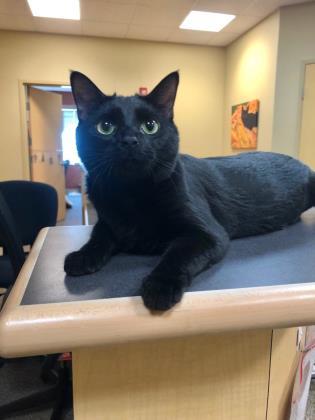 Enlarge Angelica Schuyler   `A PRIORITY PET`, a Adoptable Domestic Short Hair in Columbia, SC image 3/6