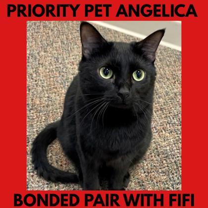Enlarge Angelica Schuyler   `A PRIORITY PET`, a Adoptable Domestic Short Hair in Columbia, SC image 4/6