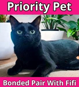 Enlarge Angelica Schuyler   `A PRIORITY PET`, a Adoptable Domestic Short Hair in Columbia, SC image 3/3