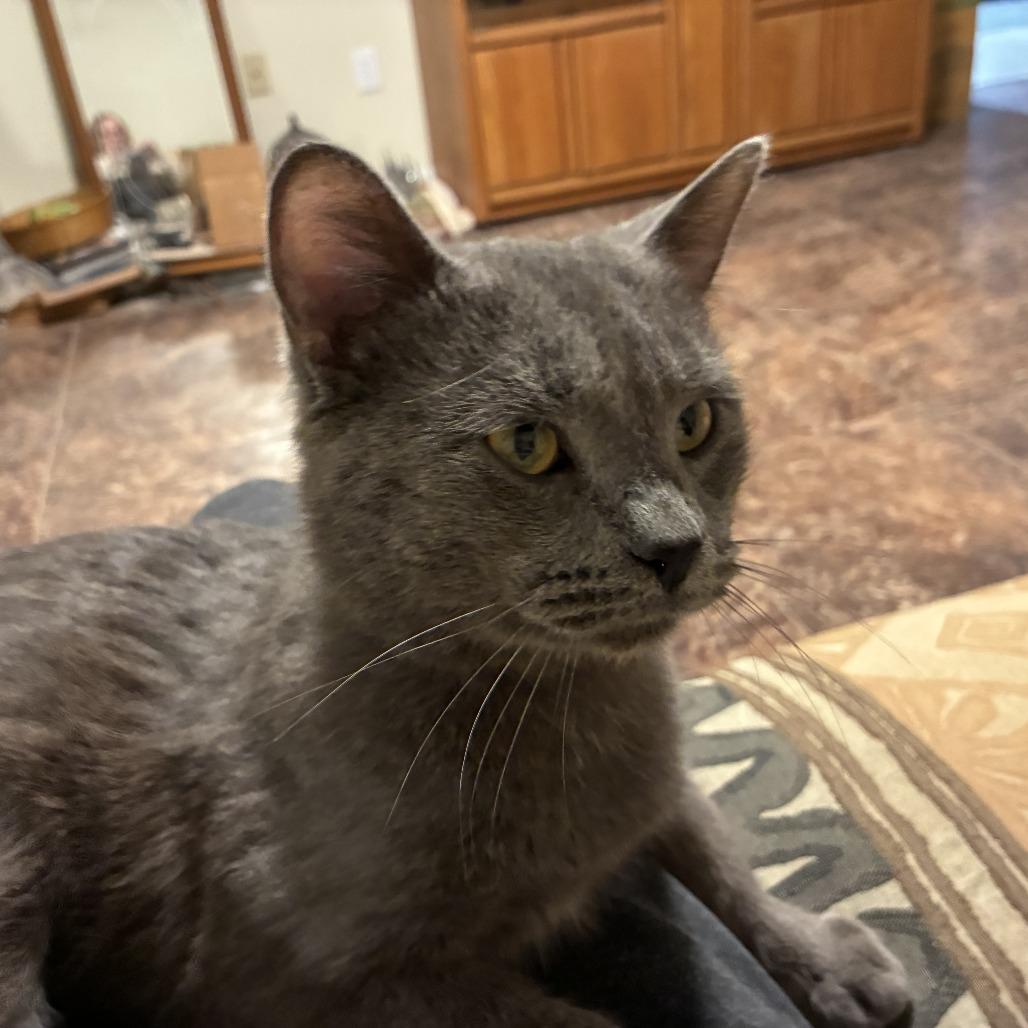 Enlarge Silver Bells (Sullivan Petsense), a Adoptable Domestic Short Hair in Union, MO image 1/3