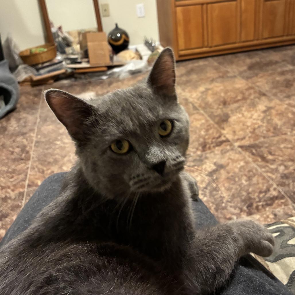 Enlarge Silver Bells (Sullivan Petsense), a Adoptable Domestic Short Hair in Union, MO image 2/3