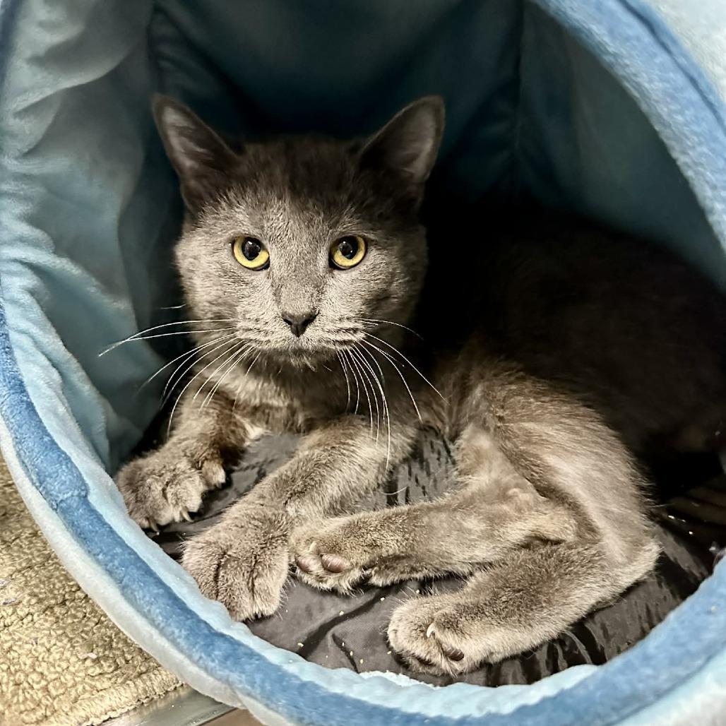 Enlarge Silver Bells  FC Patsy C, a Adoptable Domestic Short Hair in Union, MO image 1/1
