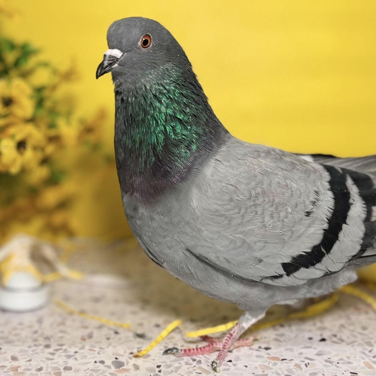 Enlarge Tillywink, an adopted Pigeon in Chicago, IL image 2/5