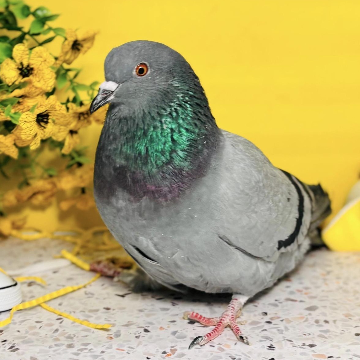 Enlarge Tillywink, an adopted Pigeon in Chicago, IL image 4/5