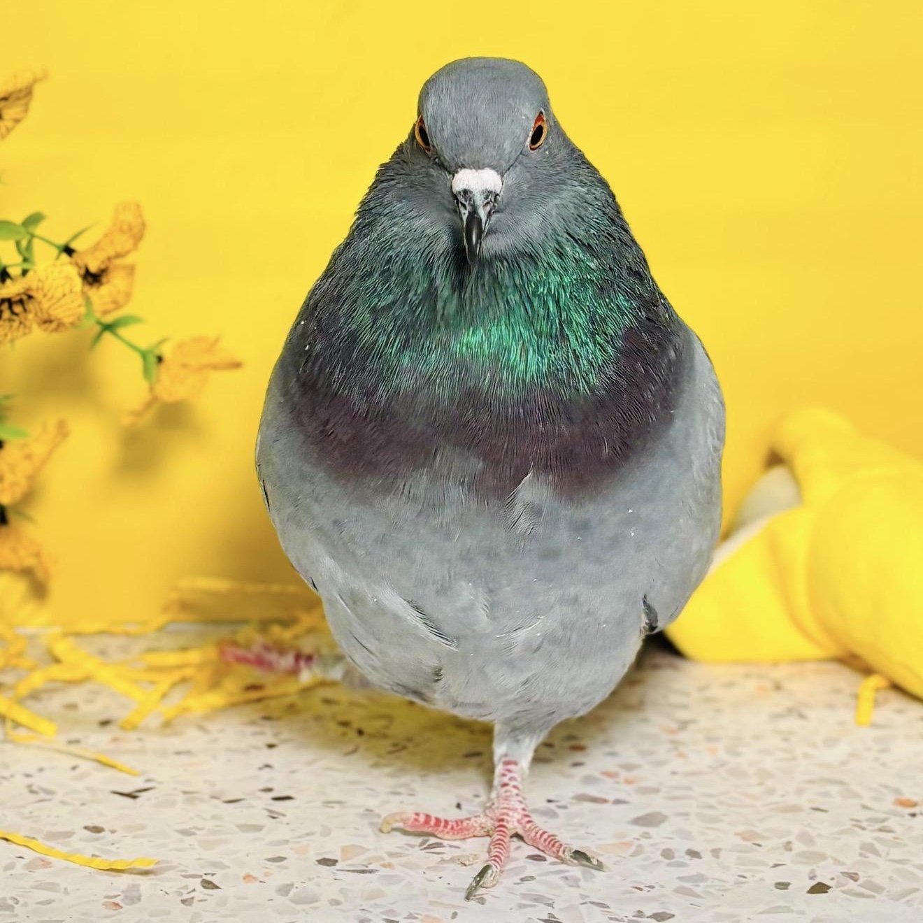 Enlarge Tillywink, an adopted Pigeon in Chicago, IL image 5/5