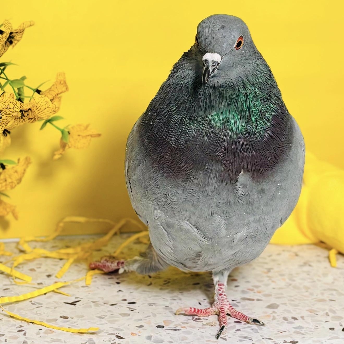 Enlarge Tillywink, an adopted Pigeon in Chicago, IL image 1/5