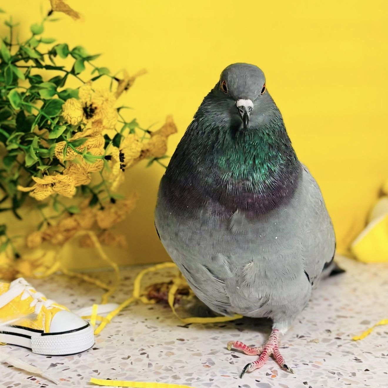 Enlarge Tillywink, an adopted Pigeon in Chicago, IL image 3/5