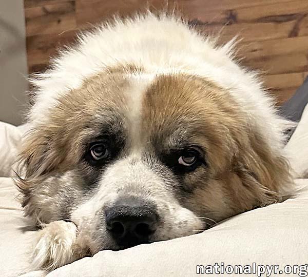 Lucky in TN - The Cutest Tripod Cuddle-Bug!, a Adoptable Great Pyrenees in Lebanon, TN image 3/3