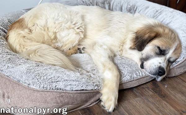 Lucky in TN - The Cutest Tripod Cuddle-Bug!, a Adoptable Great Pyrenees in Lebanon, TN image 2/3