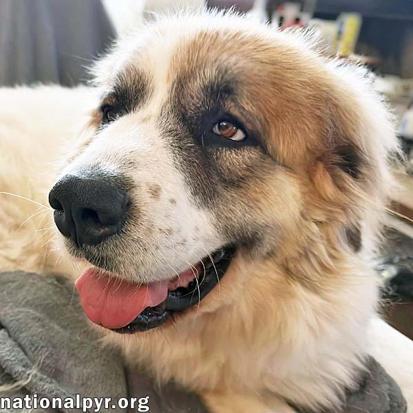Lucky in TN - The Cutest Tripod Cuddle-Bug!, Adoptable, Adult Female Great Pyrenees.
