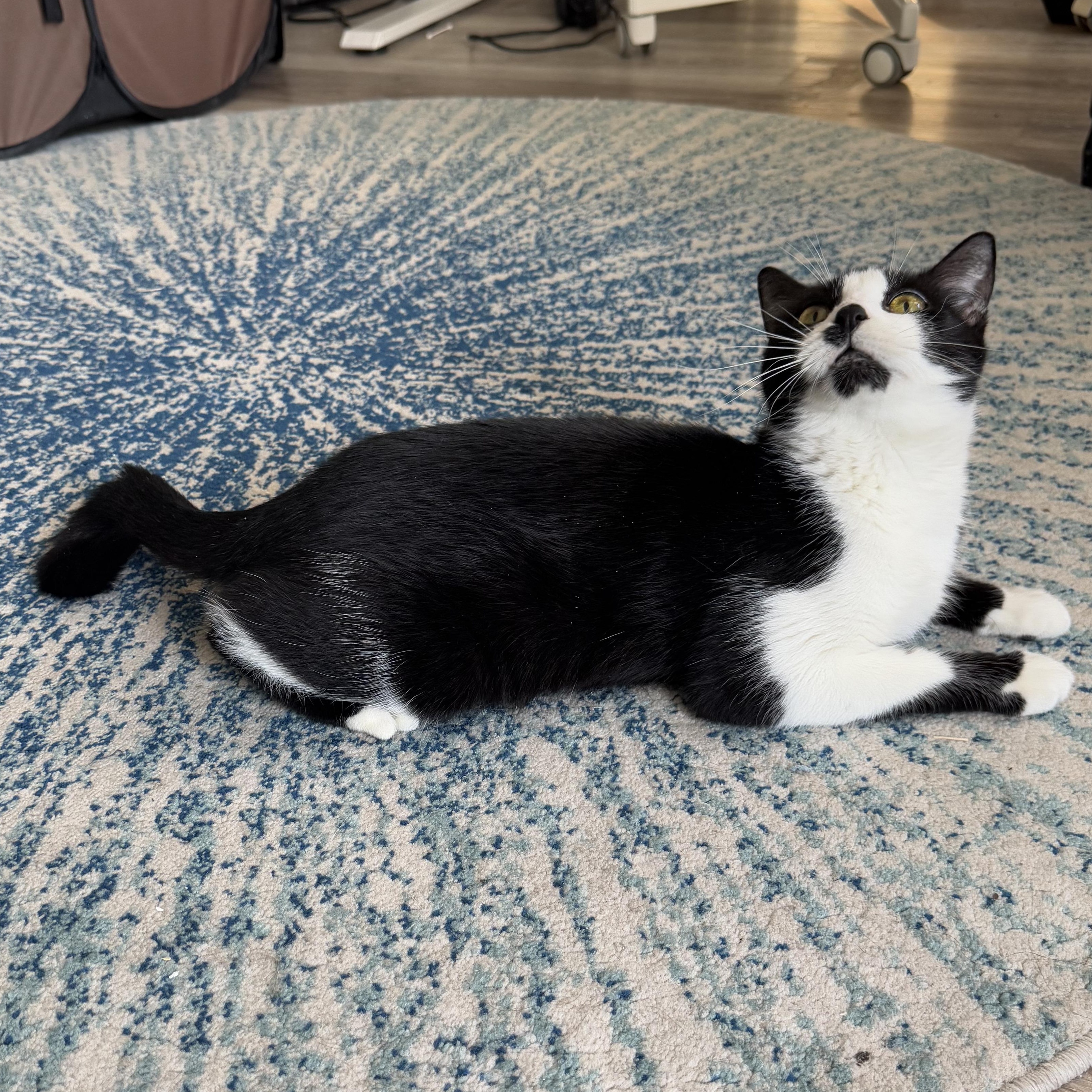 Enlarge Noodles, a ADOPTABLE mixed breed in Hyattsville, MD image 5/6