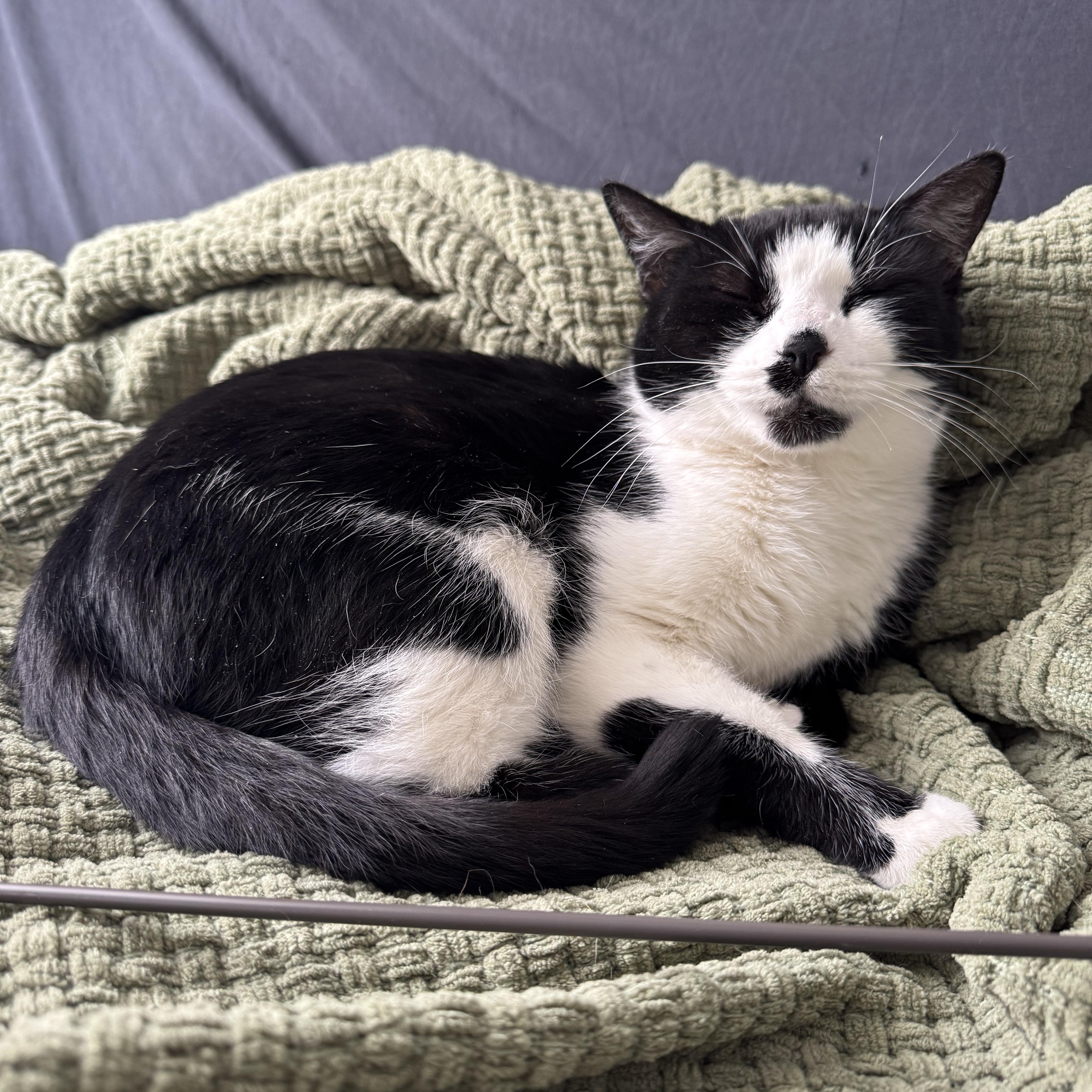 Noodles, ADOPTABLE, Young Female Domestic Short Hair & Tuxedo.