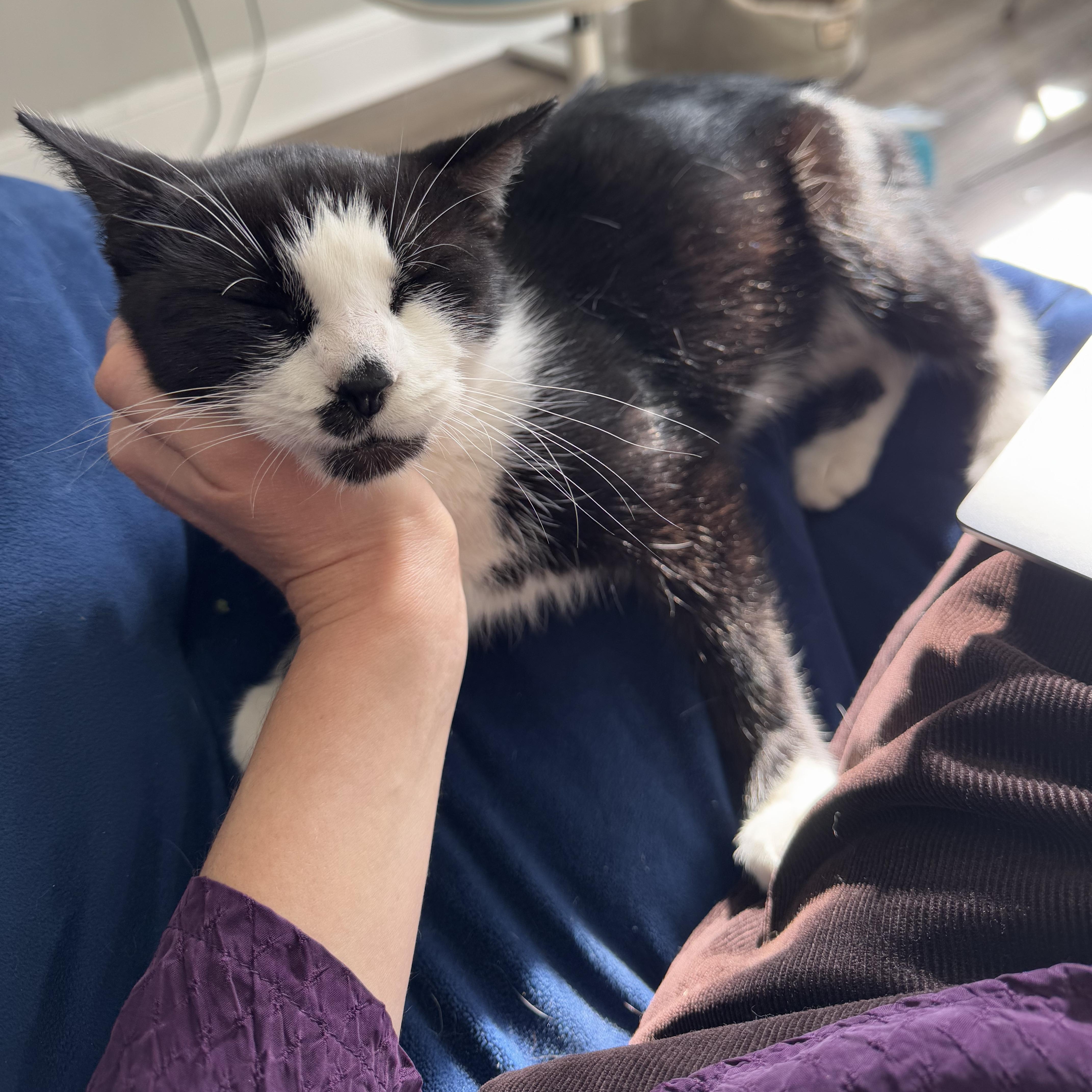 Enlarge Noodles, a ADOPTABLE mixed breed in Hyattsville, MD image 3/6