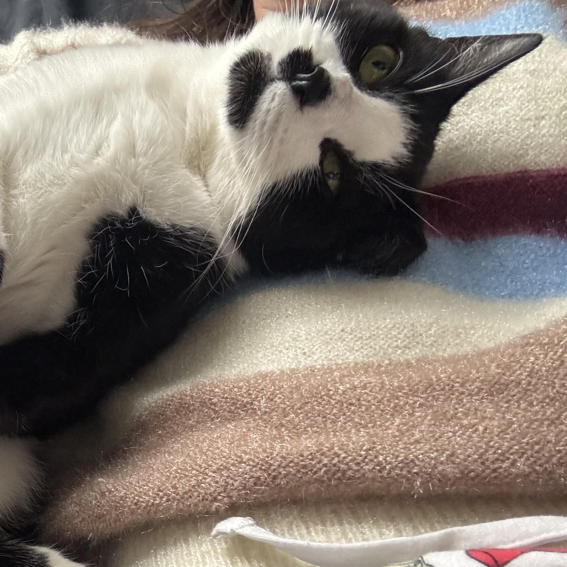 Enlarge Noodles, a ADOPTABLE mixed breed in Hyattsville, MD image 6/6