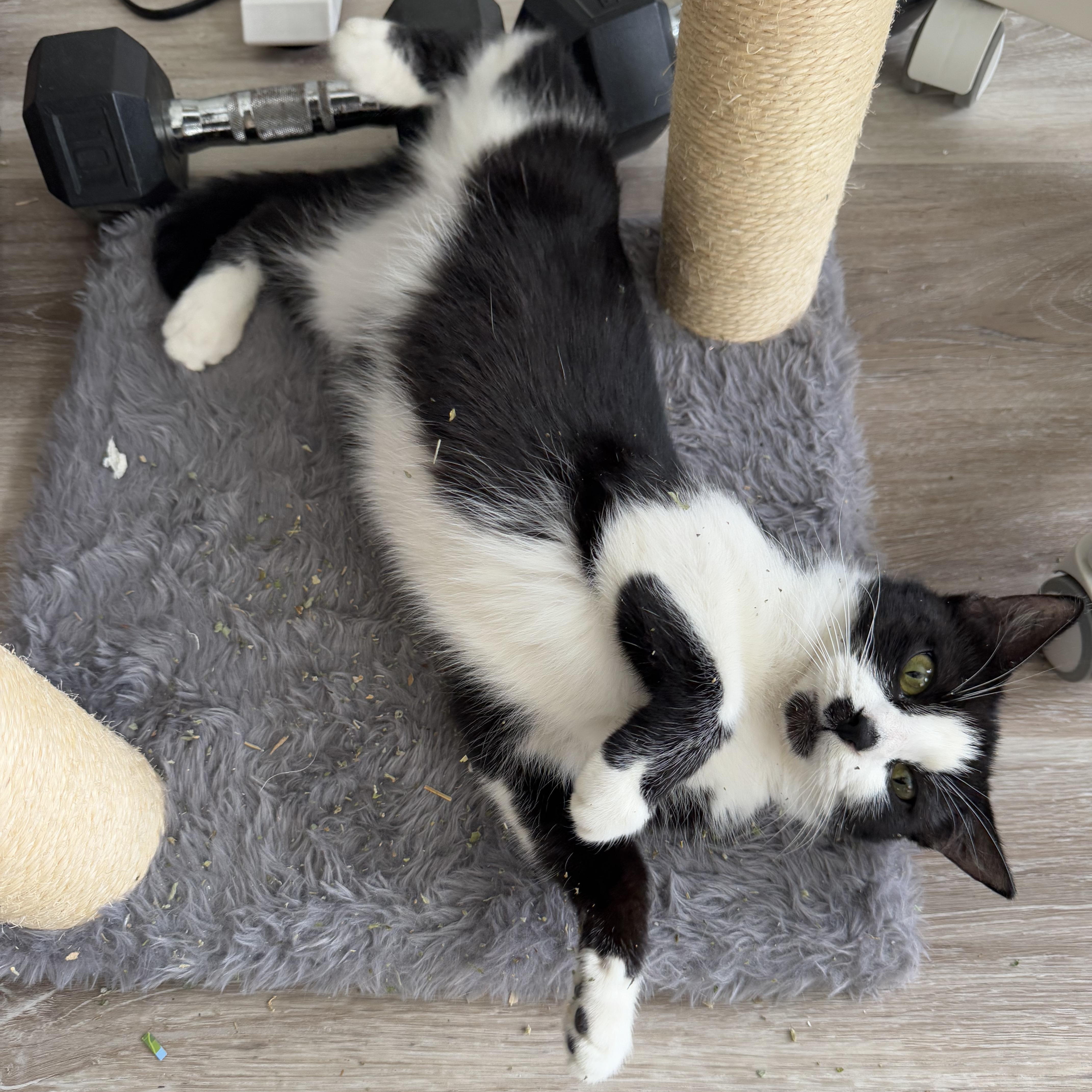 Enlarge Noodles, a ADOPTABLE mixed breed in Hyattsville, MD image 4/6