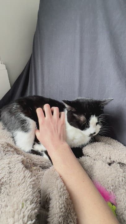 Enlarge Noodles, a ADOPTABLE mixed breed in Hyattsville, MD video 2/6