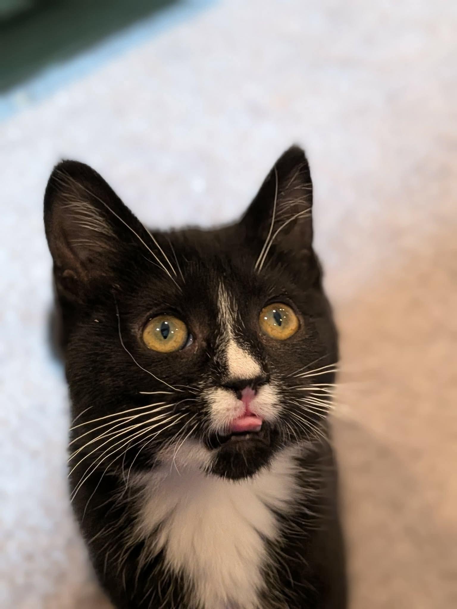 Enlarge Pancake, a ADOPTABLE Domestic Short Hair in Sioux Falls, SD image 1/3