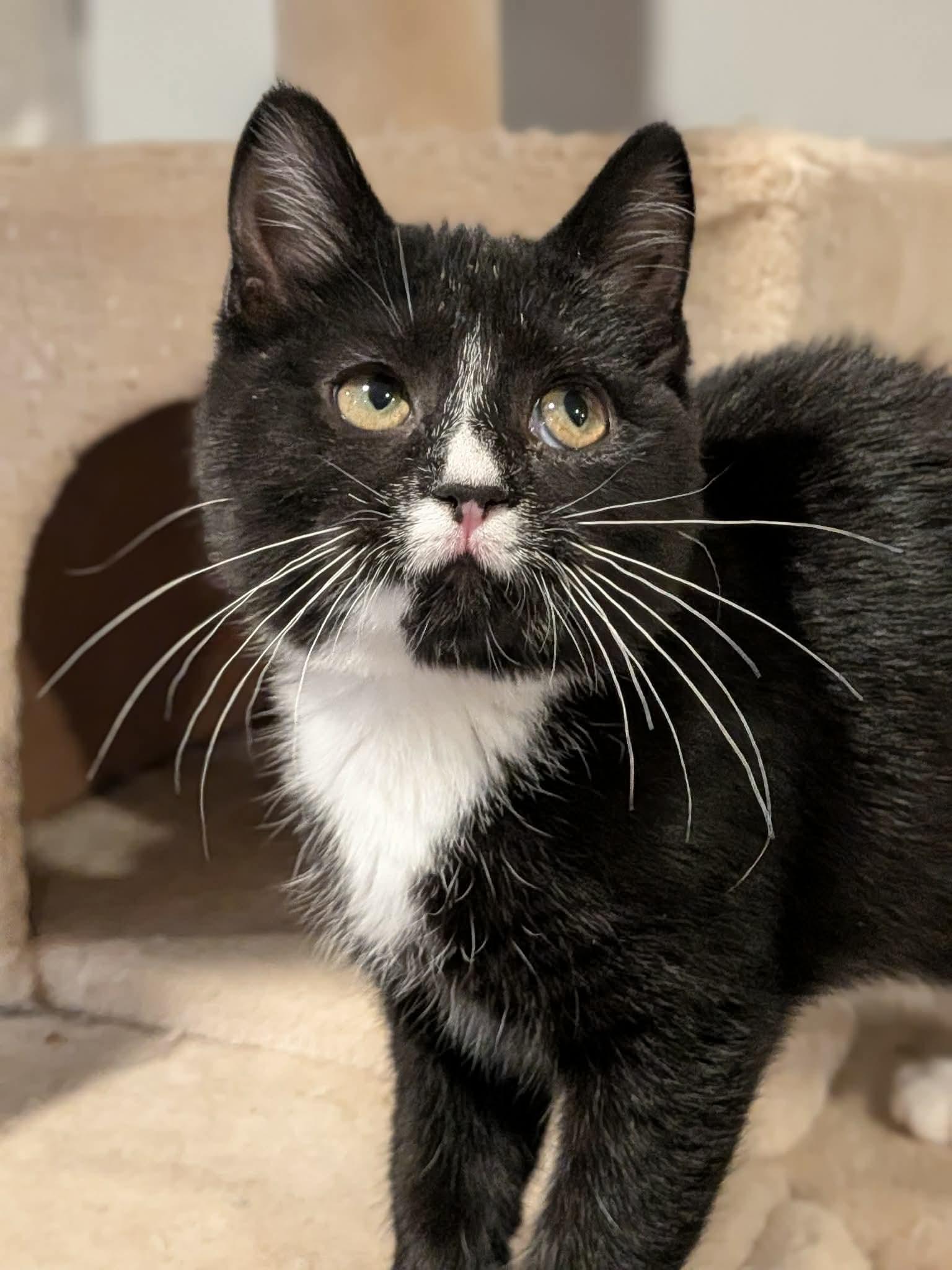 Enlarge Pancake, a ADOPTABLE Domestic Short Hair in Sioux Falls, SD image 2/3