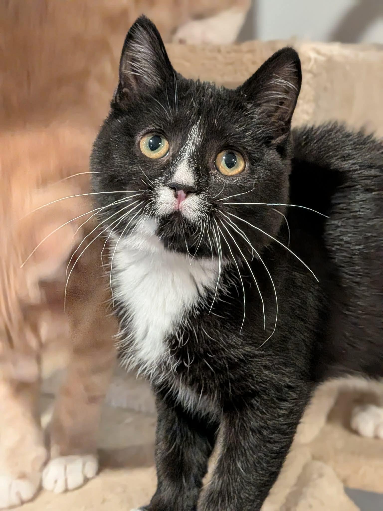 Enlarge Pancake, a ADOPTABLE Domestic Short Hair in Sioux Falls, SD image 3/3