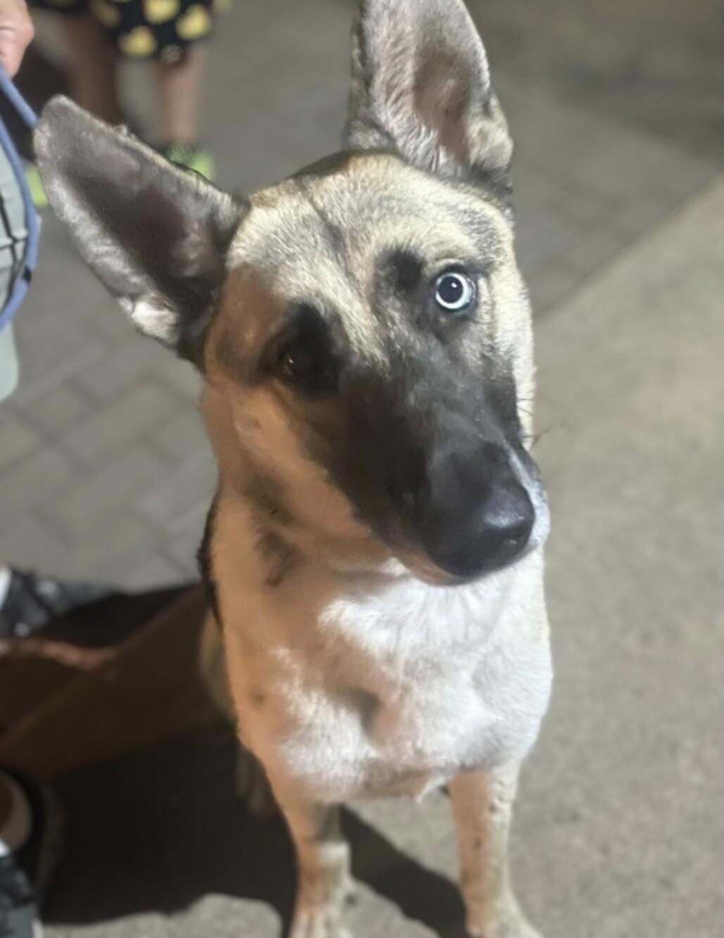 Enlarge Ray, a Adoptable mixed breed in Berkeley Heights, NJ image 2/6