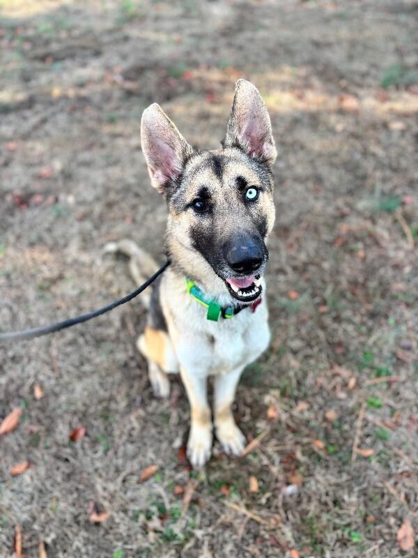 Ray, a Adoptable mixed breed in Berkeley Heights, NJ image 2/6