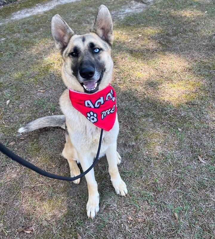 Ray, a Adoptable mixed breed in Berkeley Heights, NJ image 5/6