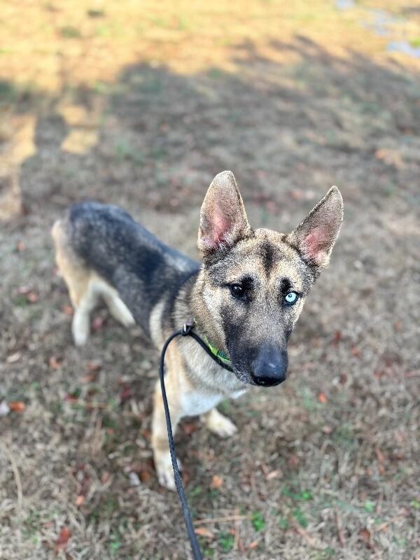Ray, a Adoptable mixed breed in Berkeley Heights, NJ image 6/6