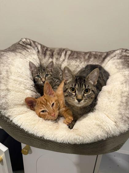 Hazelnut, Adoptable, Kitten Female Domestic Short Hair & Domestic Short Hair.