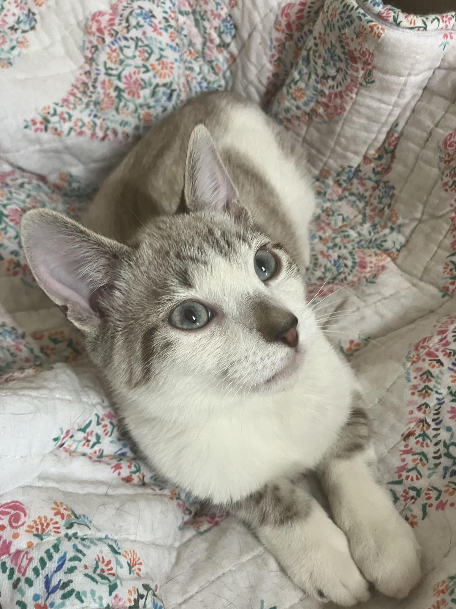 Zuri and Zara bonded , adopted, Kitten Female Siamese & Domestic Short Hair.