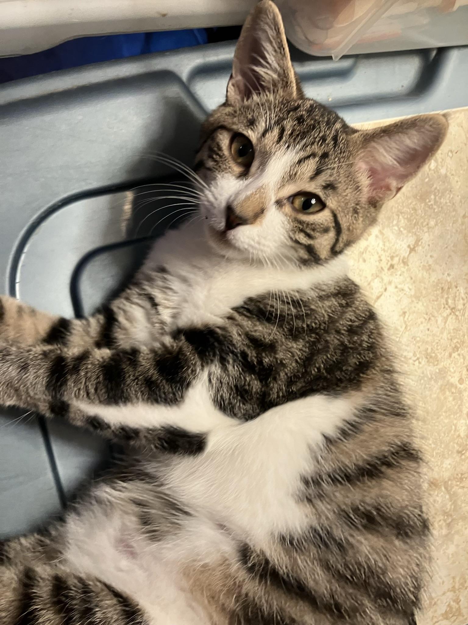 Enlarge Zuri and Zara bonded , an adopted mixed breed in Worcester, MA image 5/6