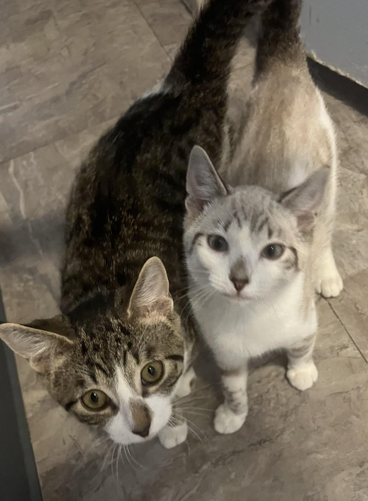 Enlarge Zuri and Zara bonded , an adopted mixed breed in Worcester, MA image 3/6