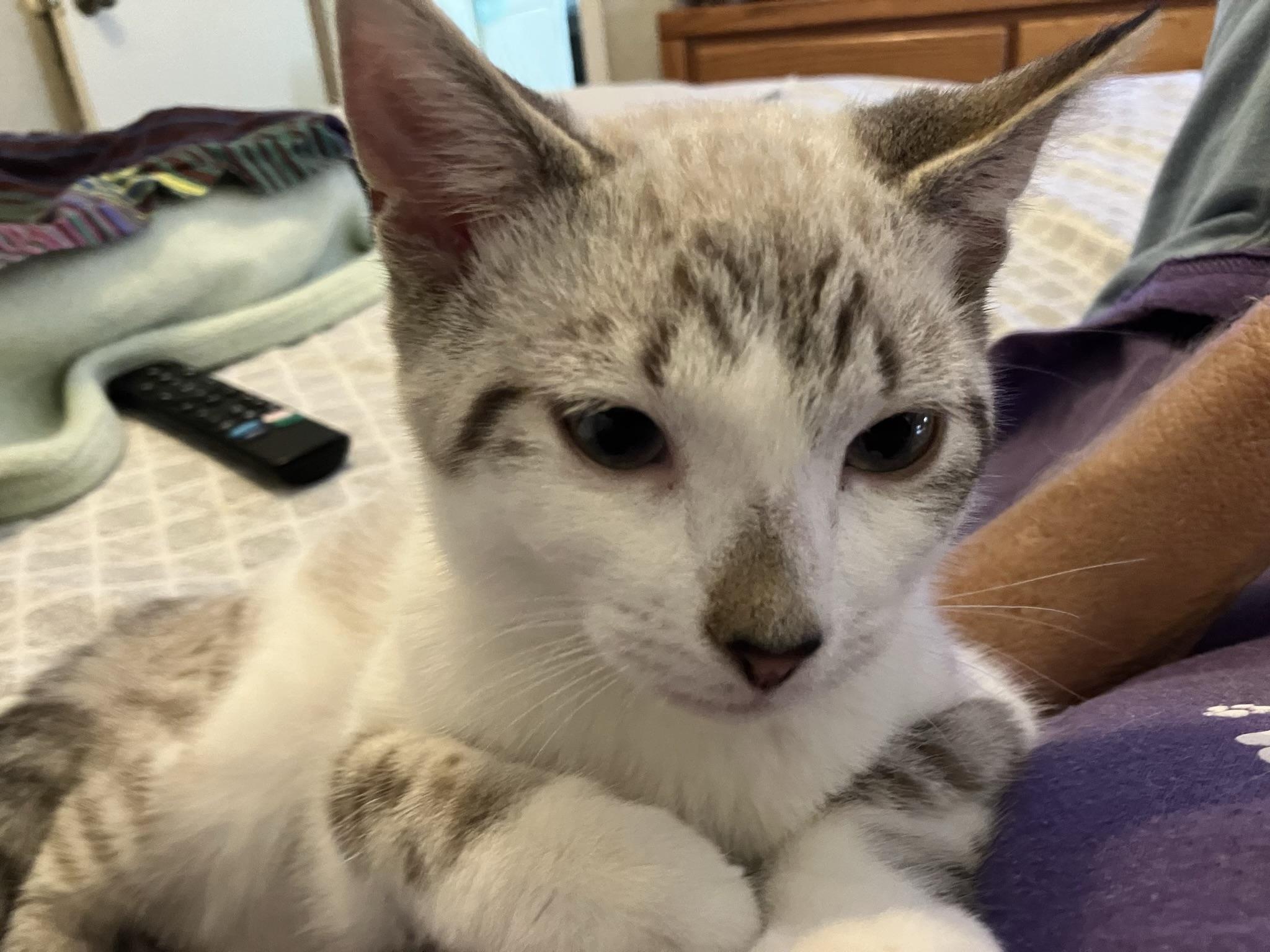 Enlarge Zuri and Zara bonded , an adopted mixed breed in Worcester, MA image 2/6