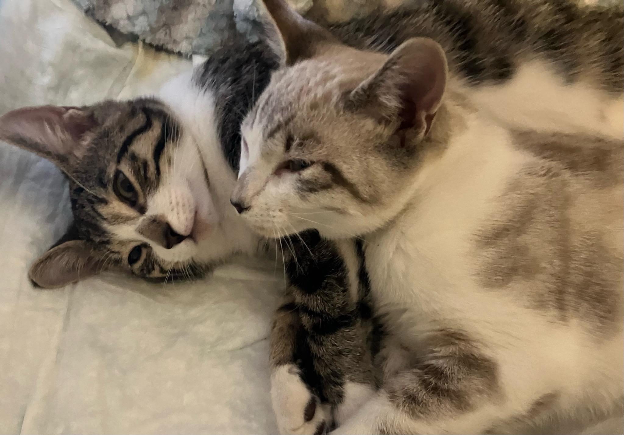 Enlarge Zuri and Zara bonded , an adopted mixed breed in Worcester, MA image 4/6