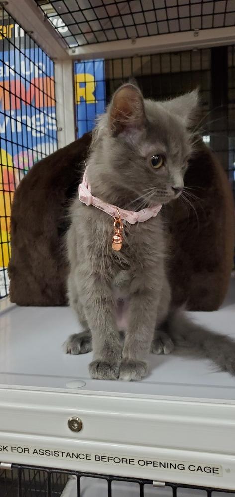 Avery, a Adoptable mixed breed in Orlando, FL image 3/6