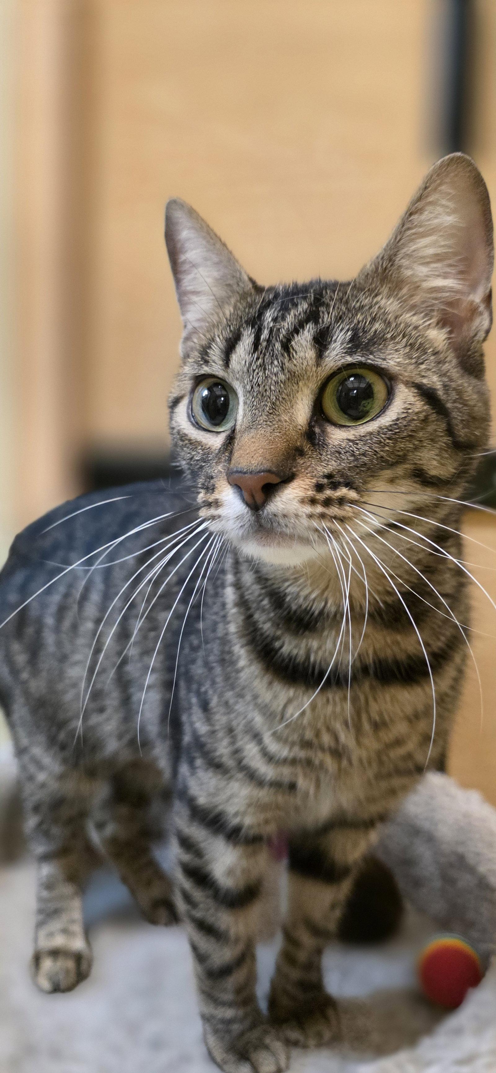 Bubblegum, Adoptable, Adult Female Domestic Short Hair.