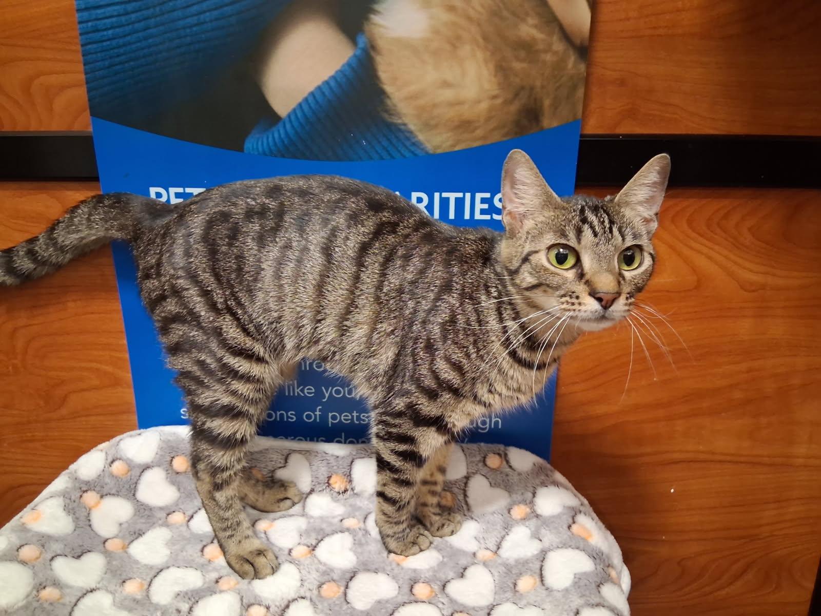 Enlarge Bubblegum, a Adoptable Domestic Short Hair in Rowlett, TX image 2/3