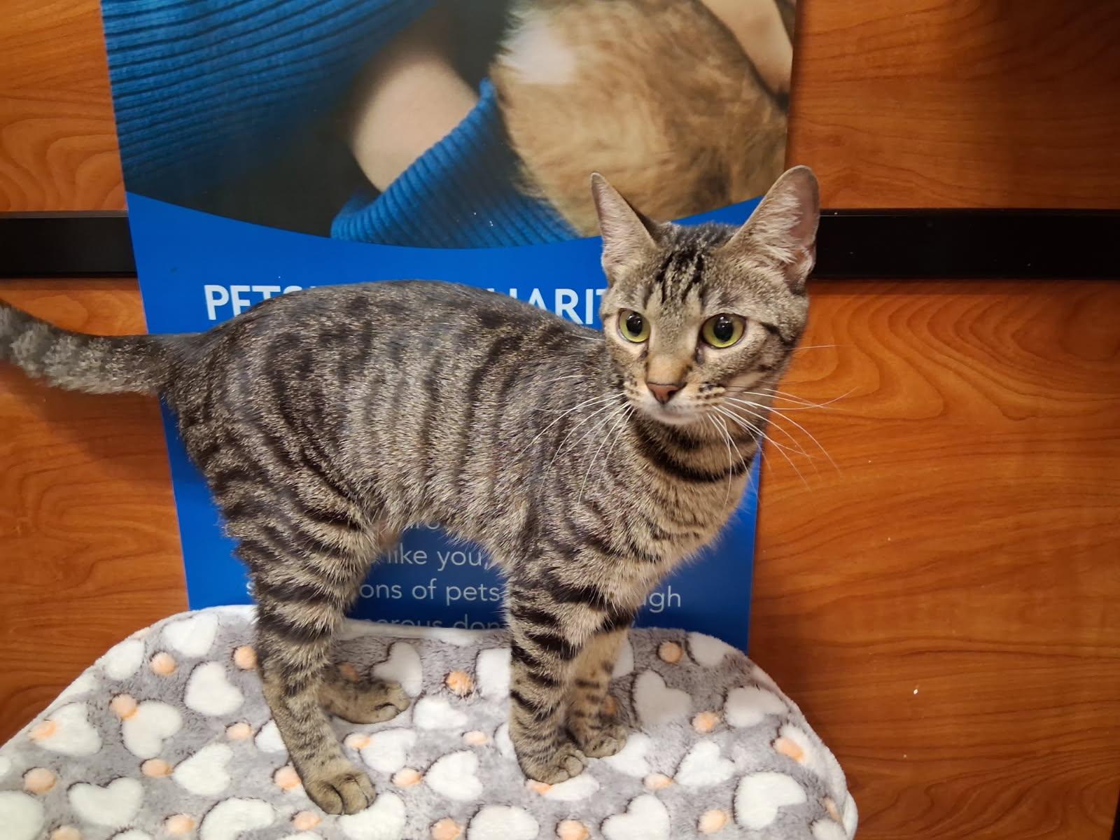 Enlarge Bubblegum, a Adoptable Domestic Short Hair in Rowlett, TX image 3/3
