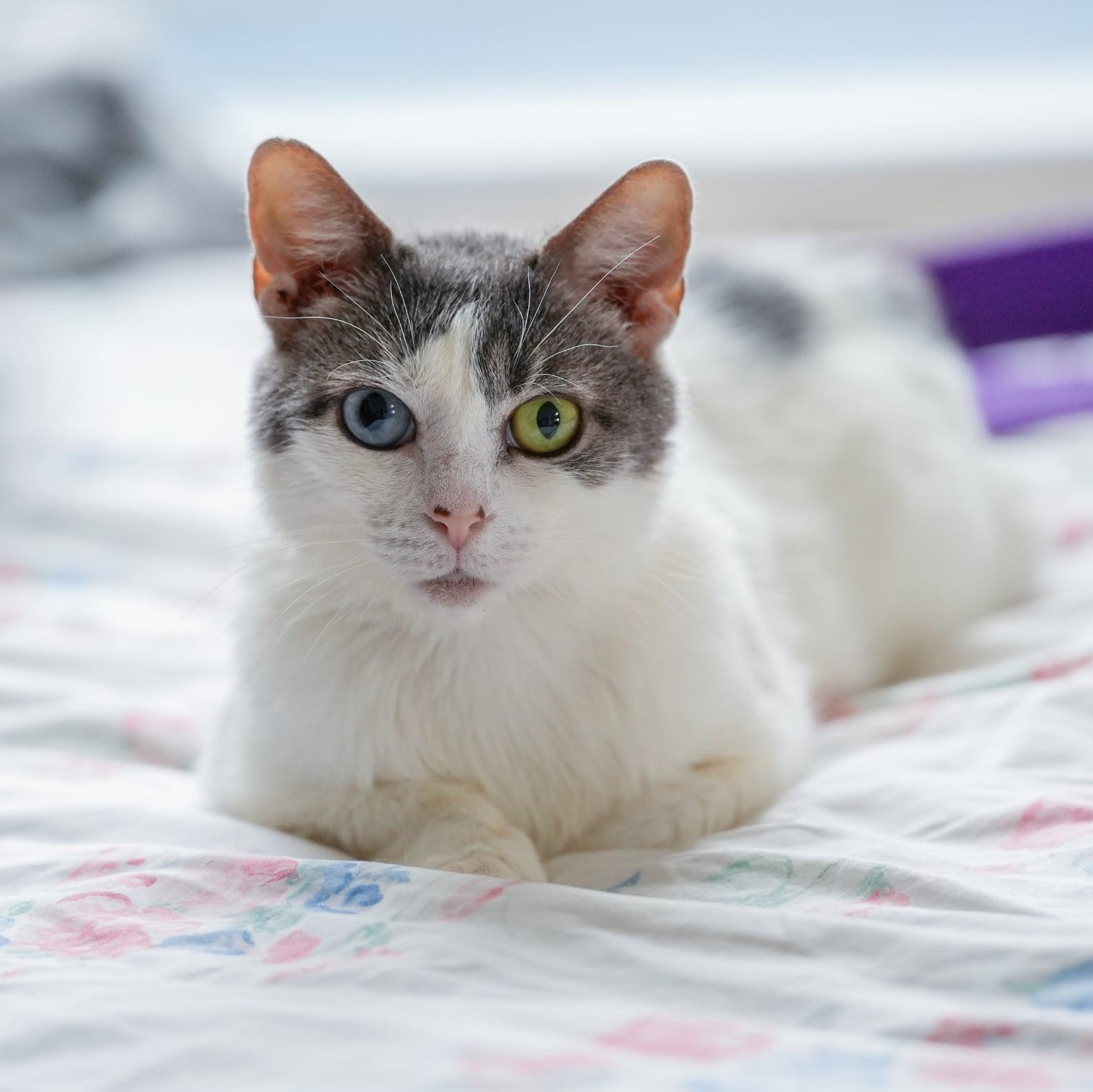 Chilly Domestic Short Hair Cat