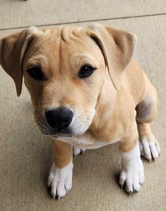 Enlarge CLAYTON, a Adopted mixed breed in Louisville, OH image 2/2