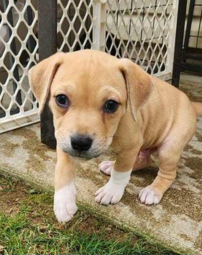 Enlarge CLAYTON, a Adoptable mixed breed in Louisville, OH image 1/2