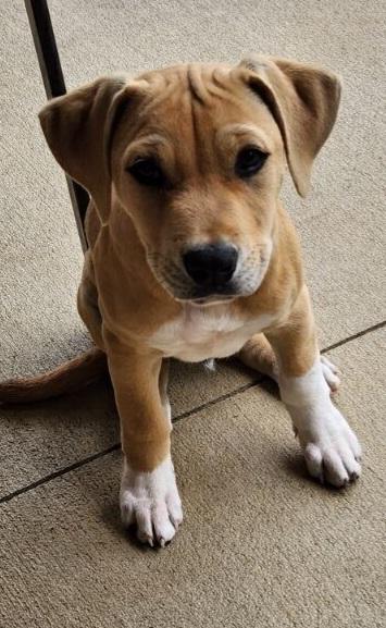 CLAYTON, Adoptable, Puppy Male Boxer & Terrier.